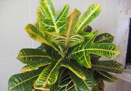 Croton: Kućna njega
