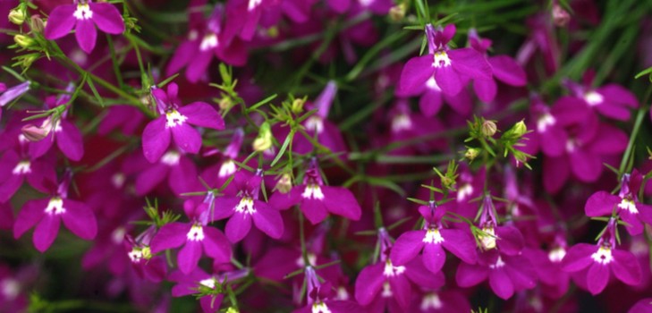 Dekoracija vrta je divna lobelia. Slijetanje i briga o fotografijama i videozapisima