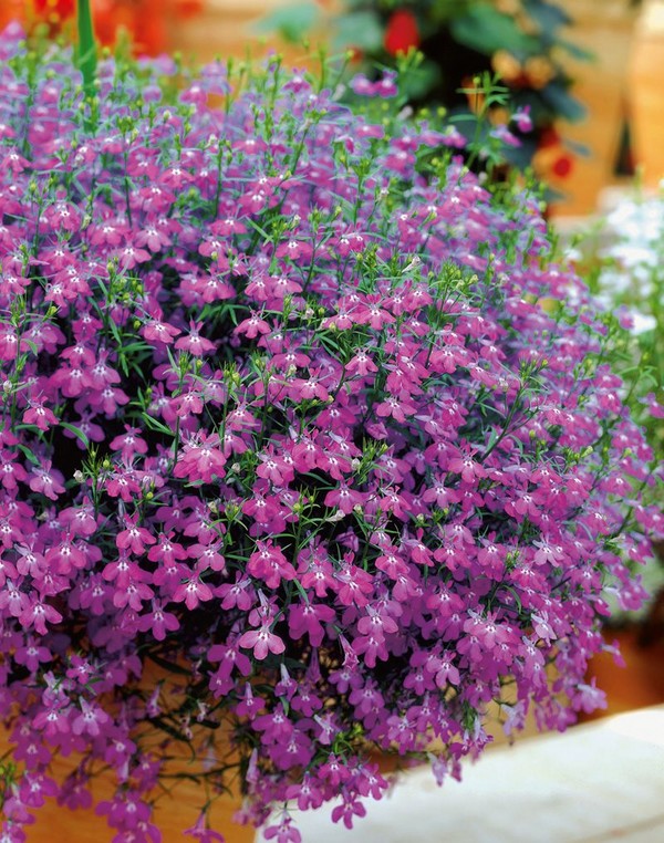 Dekoracija vrta je divna lobelia. Slijetanje i briga o fotografijama i videozapisima