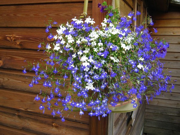 Dekoracija vrta je divna lobelia. Slijetanje i briga o fotografijama i videozapisima