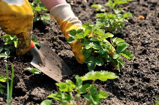 Lunar kalendar hortikulturnih vrtlara u kolovozu 2015
