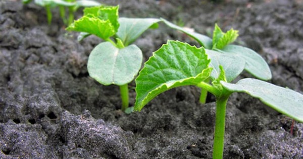 Lunarni kalendar za farmer kamiona za srpanj 2016. za Urale, Sjeverozapad i središnju zonu Rusije