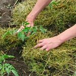 Mulching kreveta - fotografije i videozapisi Mulching kreveta - fotografije i videozapisi