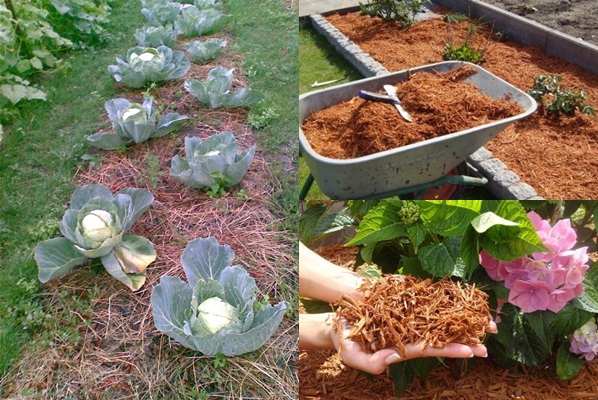 Mulching kreveta - fotografije i videozapisi Mulching kreveta - fotografije i videozapisi
