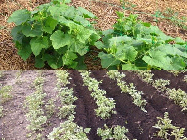 Mulching kreveta - fotografije i videozapisi Mulching kreveta - fotografije i videozapisi