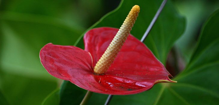 Anthurium cvijet: njegu i reprodukciju kod kuće