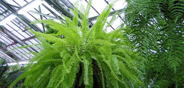 Nephrolepis - šarmantna domna paprat