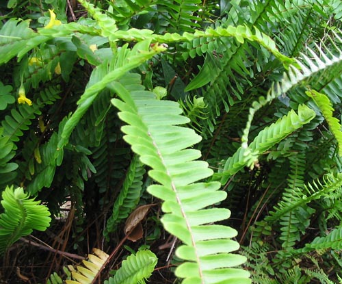 Nephrolepis: kućna njega
