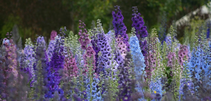 Novozelandski delphiniums
