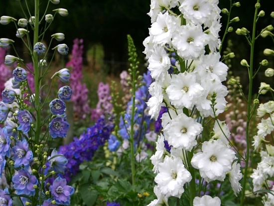 Novozelandski delphiniums