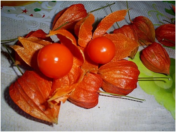 bobice physalis