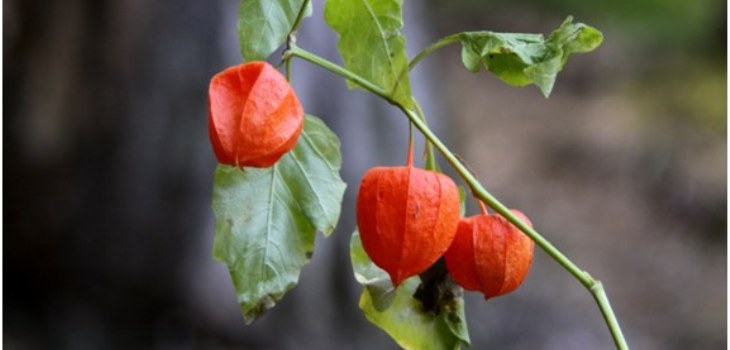 biljni physalis