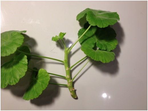 Pelargonijeva stabljika
