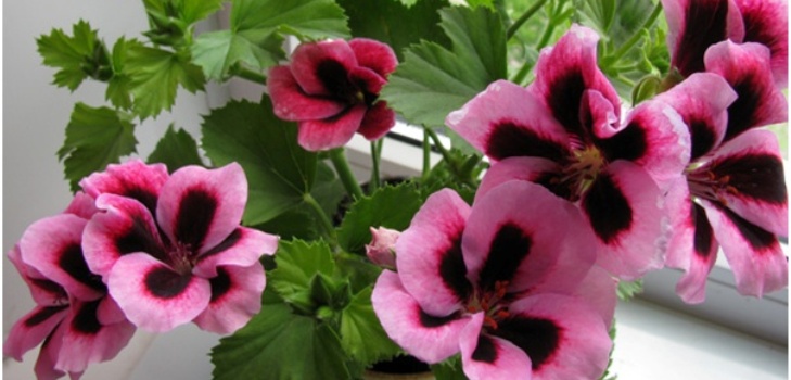 Pelargonijev cvijet