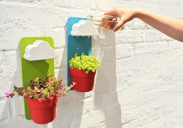 Čišćenje, sedum, zečja trava! Uzgoj succulents u cvjetnjak i na prozoru