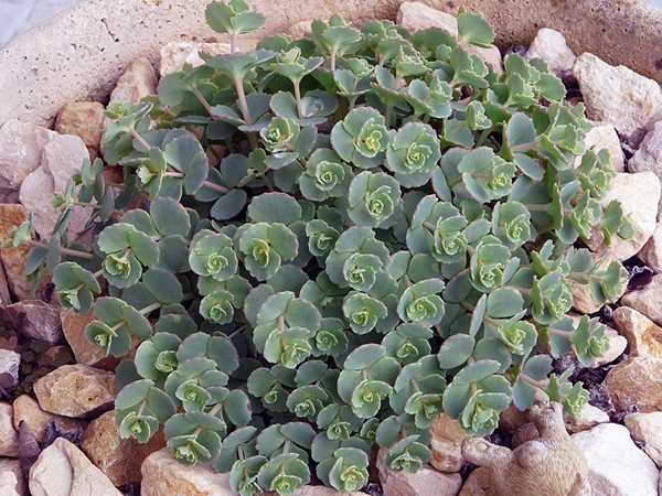 Čišćenje, sedum, zečja trava! Uzgoj succulents u cvjetnjak i na prozoru