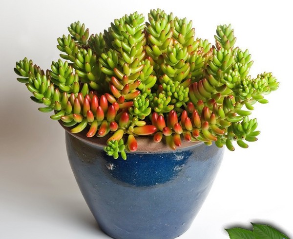 Čišćenje, sedum, zečja trava! Uzgoj succulents u cvjetnjak i na prozoru