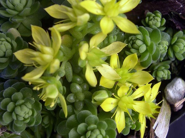 Čišćenje, sedum, zečja trava! Uzgoj succulents u cvjetnjak i na prozoru