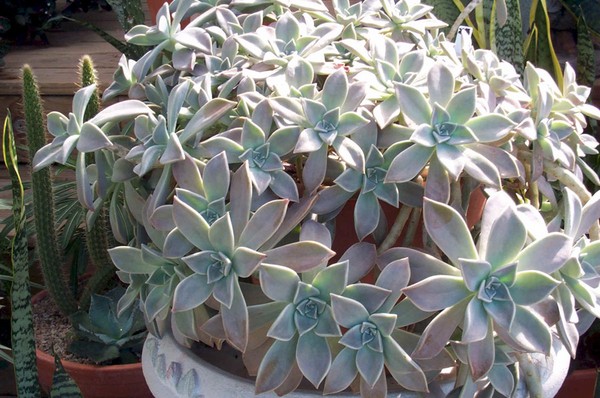 Čišćenje, sedum, zečja trava! Uzgoj succulents u cvjetnjak i na prozoru
