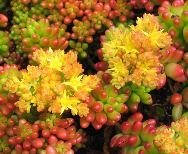 Čišćenje, sedum, zečja trava! Uzgoj succulents u cvjetnjak i na prozoru