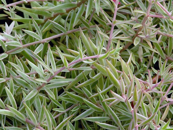 Čišćenje, sedum, zečja trava! Uzgoj succulents u cvjetnjak i na prozoru
