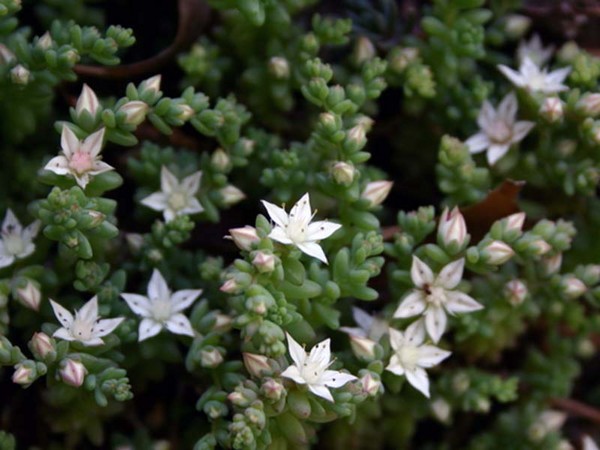 Čišćenje, sedum, zečja trava! Uzgoj succulents u cvjetnjak i na prozoru