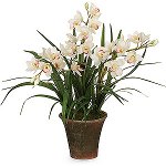 Orchid Cymbidium: Njega i sadržaj Orchid Cymbidium: Njega i sadržaj