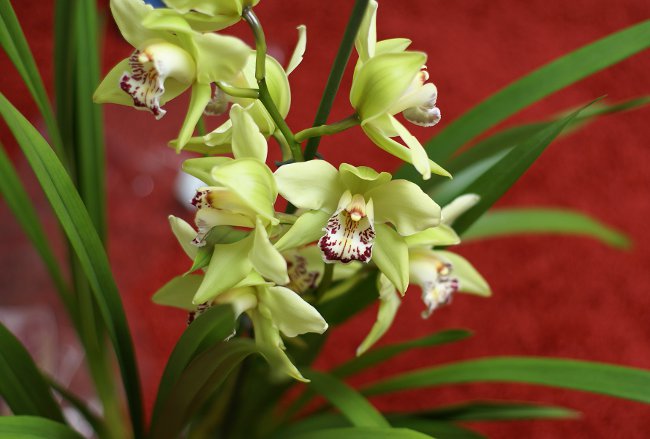 Orchid Cymbidium: Njega i sadržaj