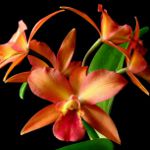 Cattleya orhideja Cattleya orhideja