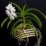 Orkidu Vanda Orkidu Vanda