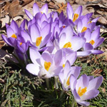 Primroses u vrtu