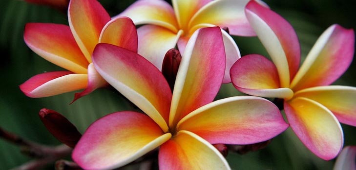 Plumeria: fotografija i skrb kod kuće