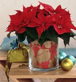 Poinsettia: Božićna zvijezda Poinsettia: Božićna zvijezda