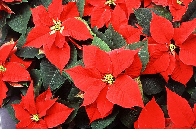 Poinsettia: Božićna zvijezda