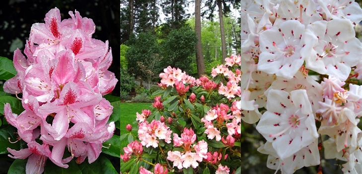 Rhododendron - sadnja i njegu