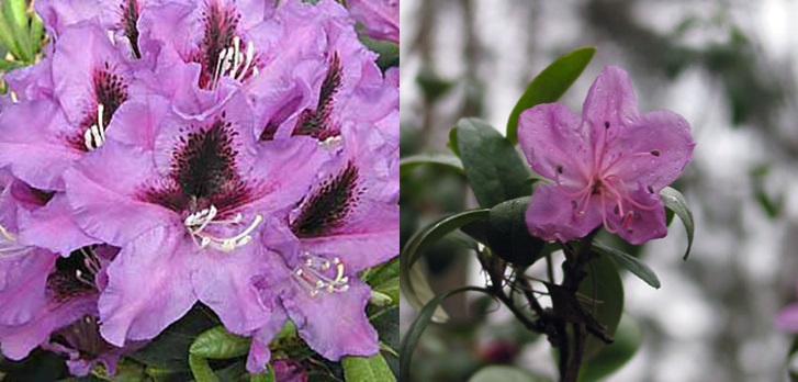 rododendron