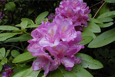 rododendron