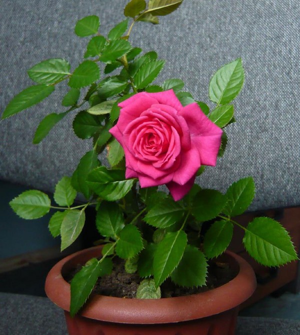 Rose kod kuće: njegu i sadržaj