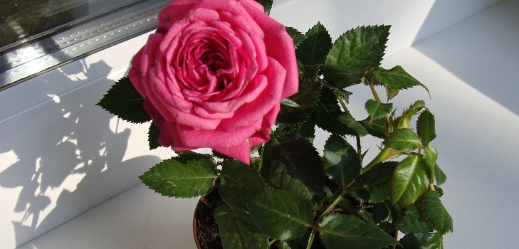Rose kod kuće: njegu i sadržaj Rose kod kuće: njegu i sadržaj
