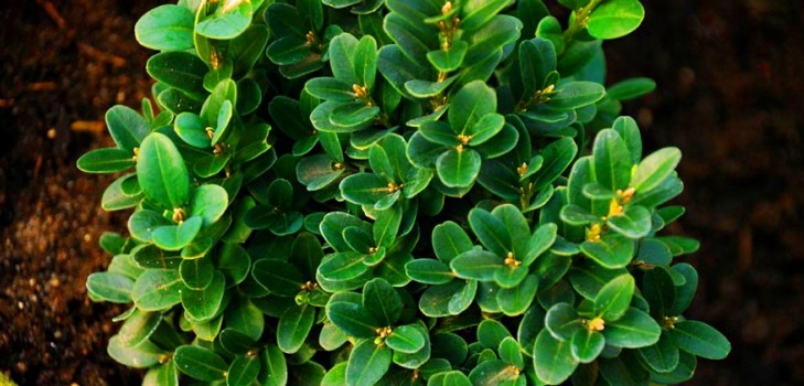 Boxwood - zimzelena dekoracija za vrt i prozorsku klupu