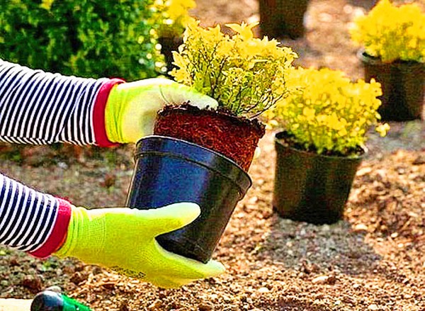 Boxwood - zimzelena dekoracija za vrt i prozorsku klupu