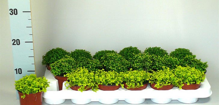 Selaginella: briga