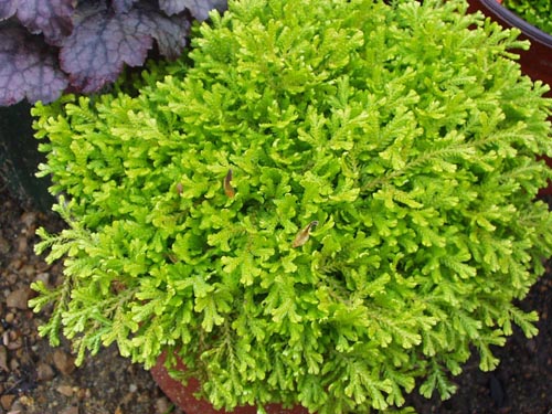 Selaginella: Vrste