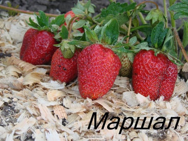 Najbolje jagode - opis, značajke, fotografija