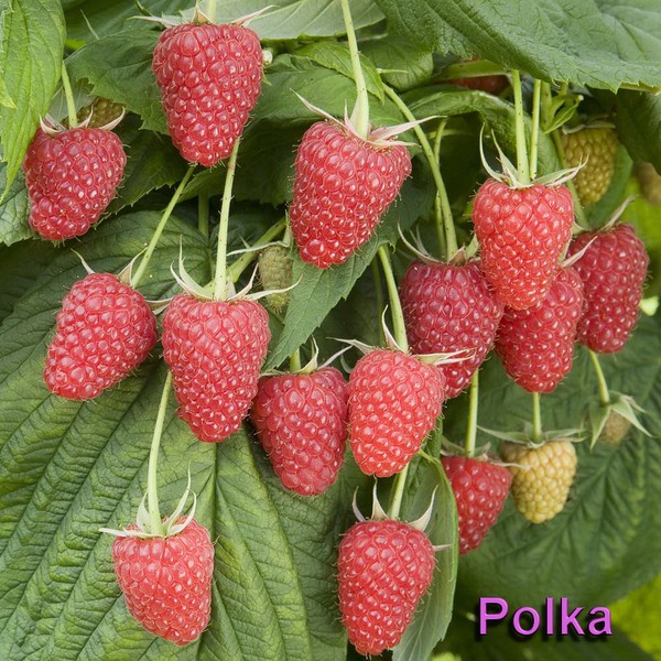 Najbolje vrste malina - opisi, sadnja i njegu, fotografija