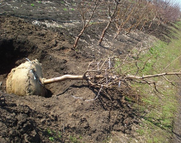Likbez o sorti bresaka. Za središnju zonu Rusije, Moskve regije, Krim, Kuban