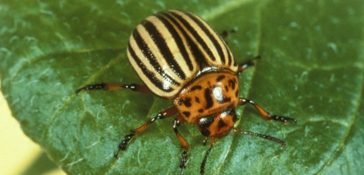 Overseas invader: učinkovite metode suzbijanja Colorado krumpira beetle