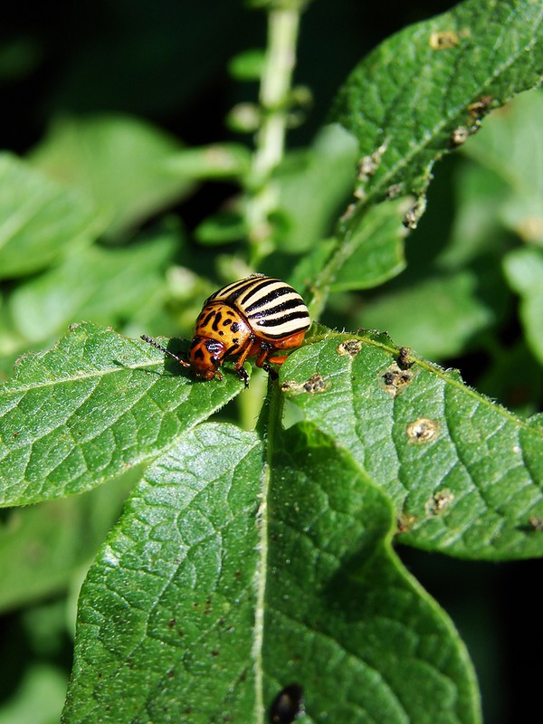 Overseas invader: učinkovite metode suzbijanja Colorado krumpira beetle