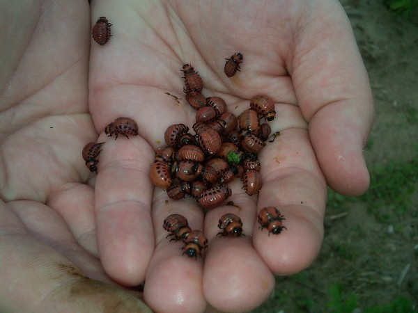 Overseas invader: učinkovite metode suzbijanja Colorado krumpira beetle