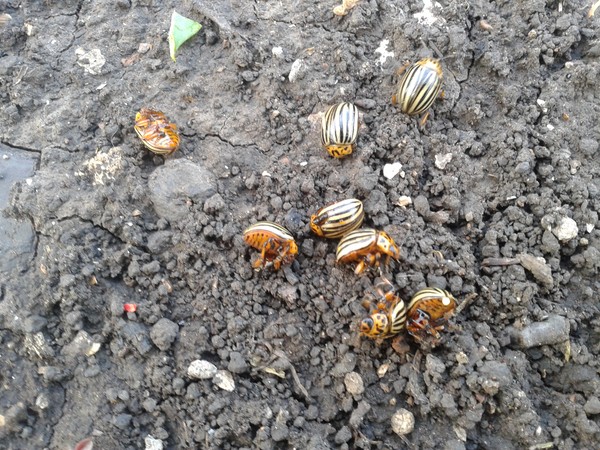 Overseas invader: učinkovite metode suzbijanja Colorado krumpira beetle